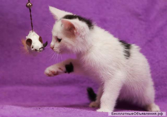 Милые, активные, белые котятки в добрые руки