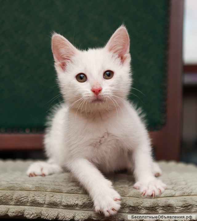 Милые, активные, белые котятки в добрые руки