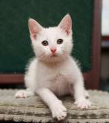 Милые, активные, белые котятки в добрые руки