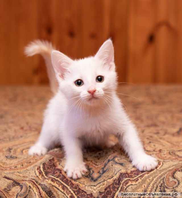 Милые, активные, белые котятки в добрые руки