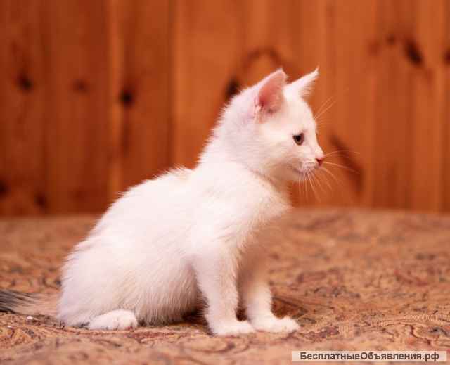 Милые, активные, белые котятки в добрые руки