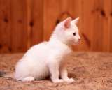 Милые, активные, белые котятки в добрые руки