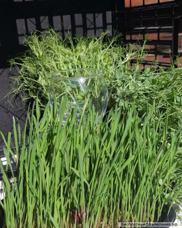 Микрозелень. Ростки пшеницы.