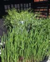 Микрозелень. Ростки пшеницы.