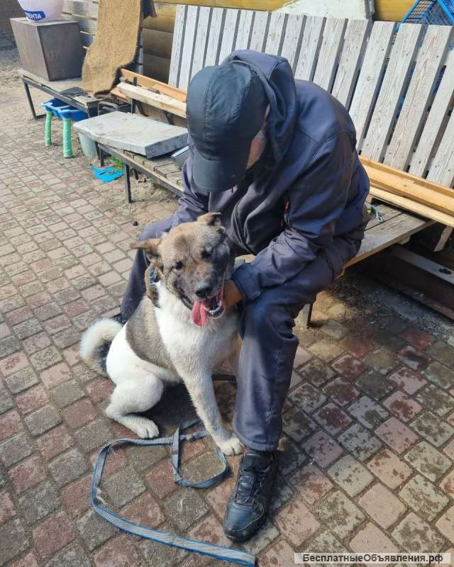 Американская акита ищет дом