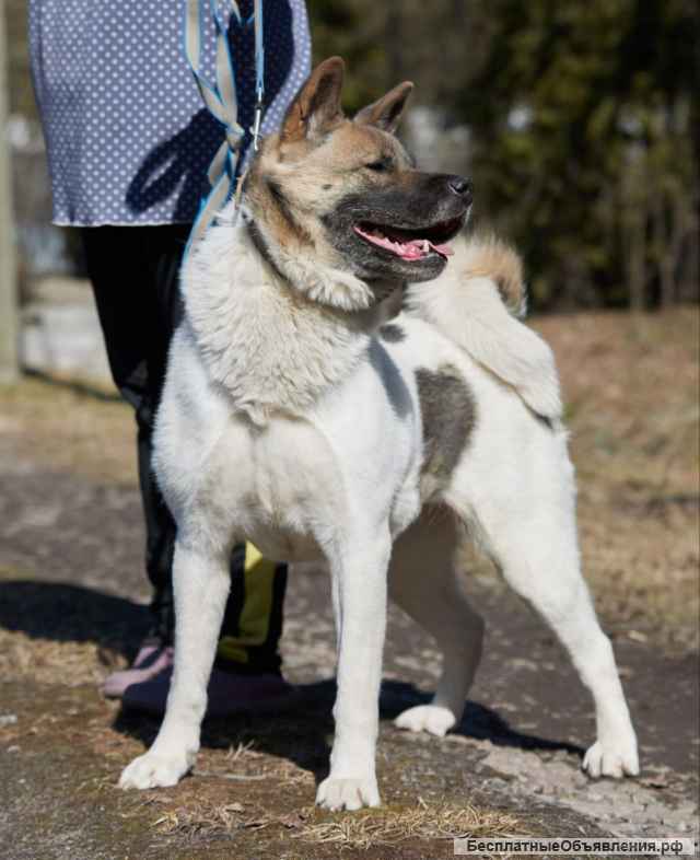 Американская акита ищет дом