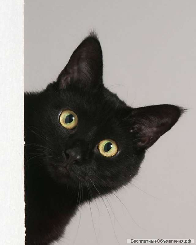 Шикарная черная кошечка ищет дом