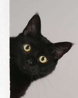 Шикарная черная кошечка ищет дом