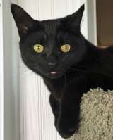 Шикарная черная кошечка ищет дом