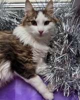 Ласковый котик Рон ищет семью