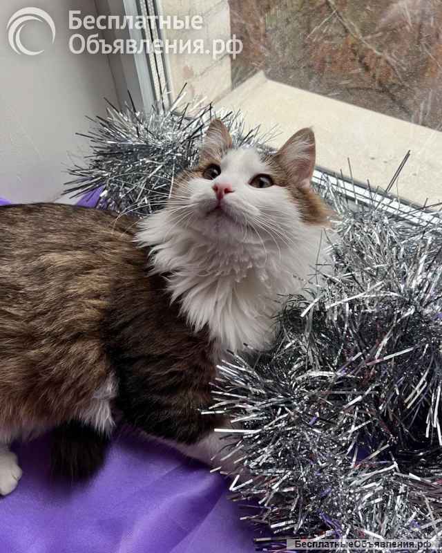 Ласковый котик Рон ищет семью