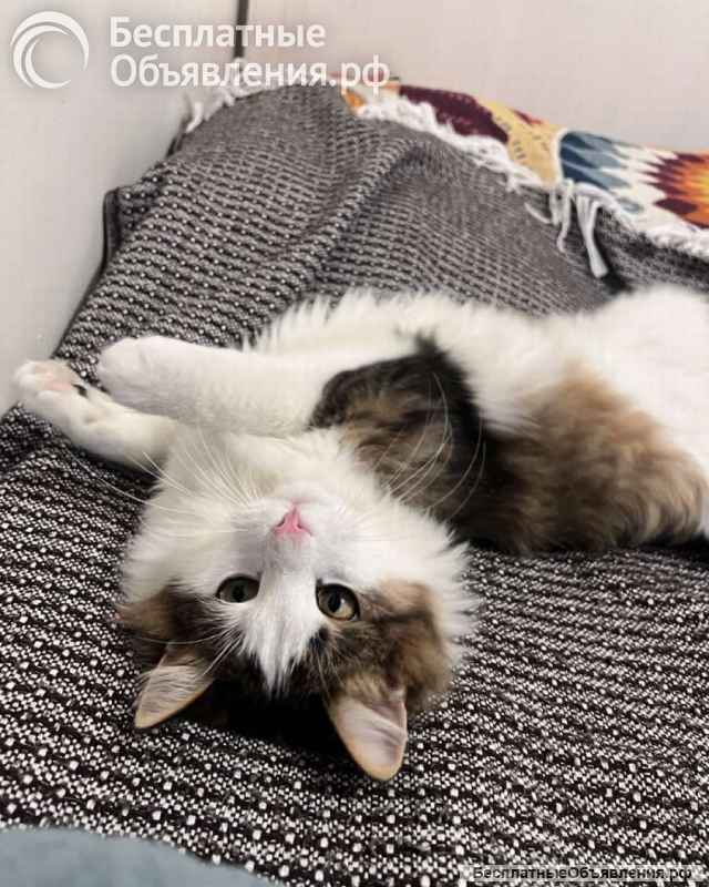 Ласковый котик Рон ищет семью