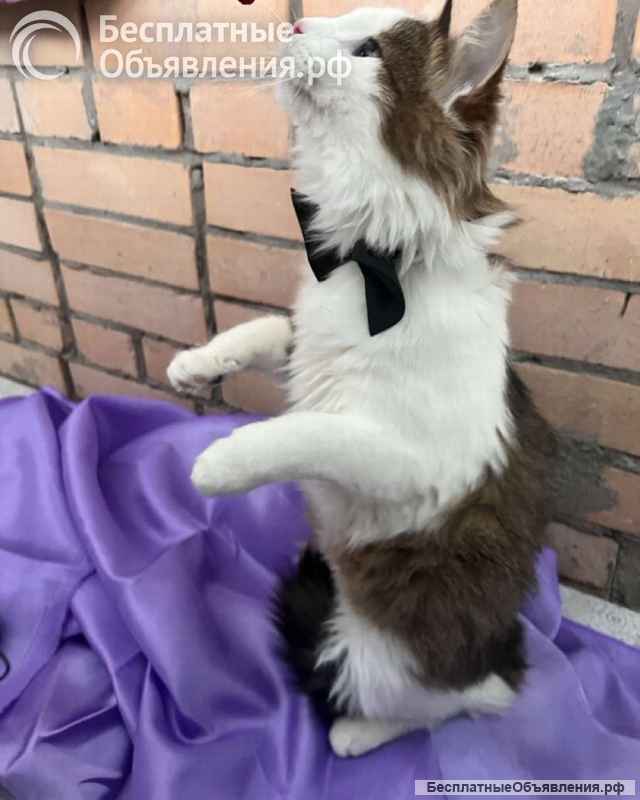 Ласковый котик Рон ищет семью