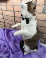 Ласковый котик Рон ищет семью