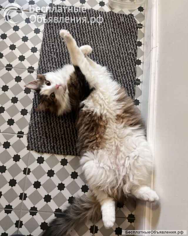 Ласковый котик Рон ищет семью