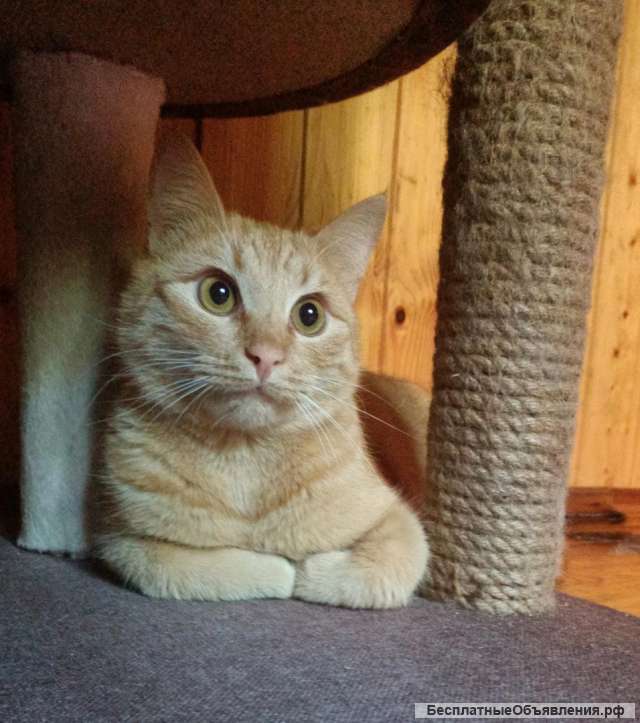 Котик Фокс ищет семью