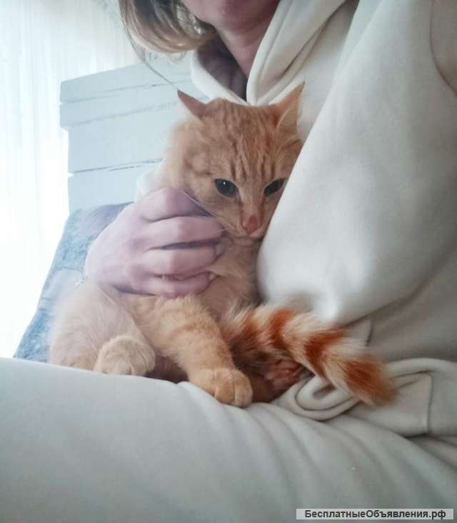 Котик Фокс ищет семью