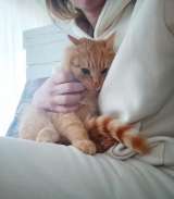 Котик Фокс ищет семью