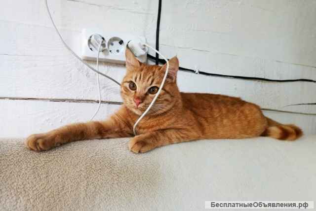 Котик Фокс ищет семью