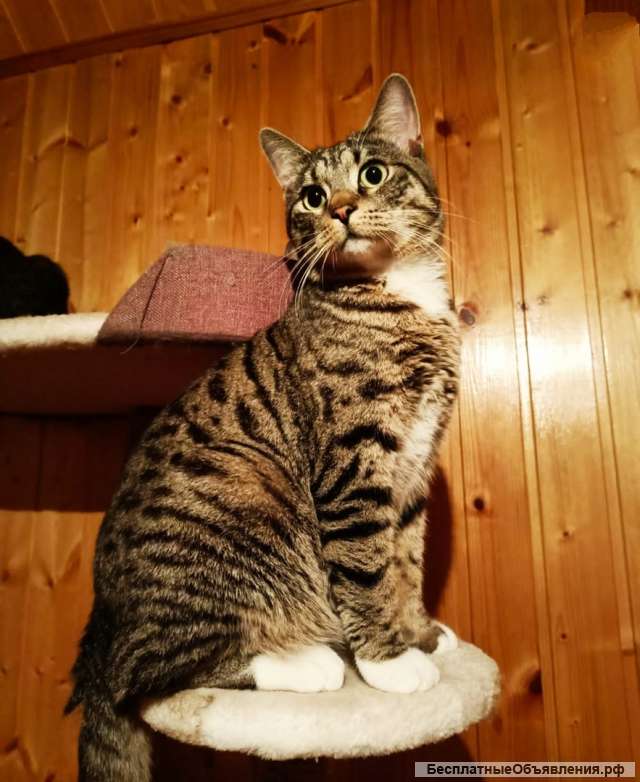 Котик ЧИжик ждет своего хозяина