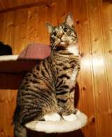 Котик ЧИжик ждет своего хозяина