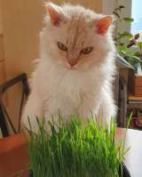 Ростки гороха Мадрас или аналогичных южных сортов