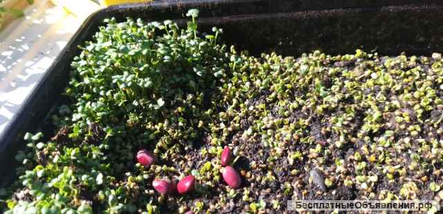 Проростки и микрозелень