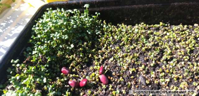 Заказы на микрозелень