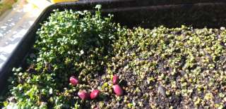 Заказы на микрозелень