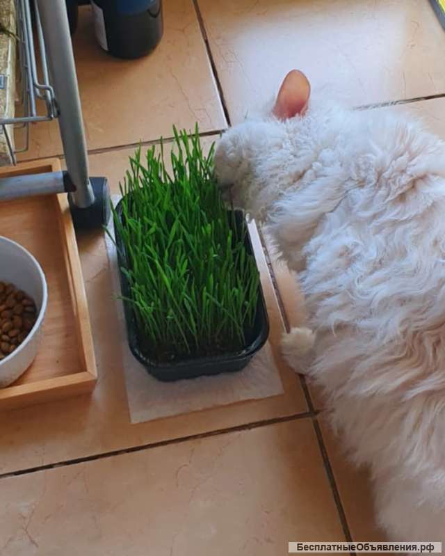 Проростки пшеницы для домашних питомцев