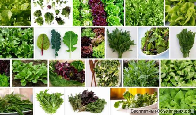 Micro-verts. Germes de blé.