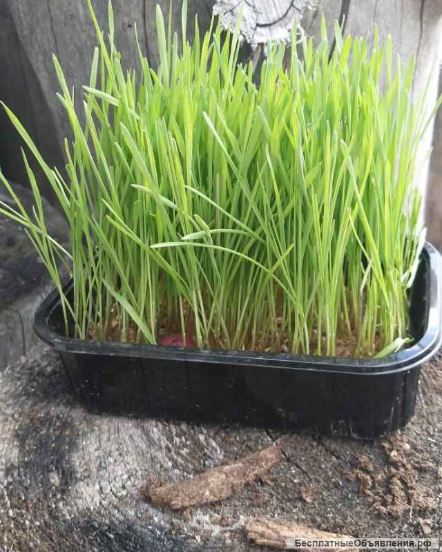 Micro-verts. Germes de blé.