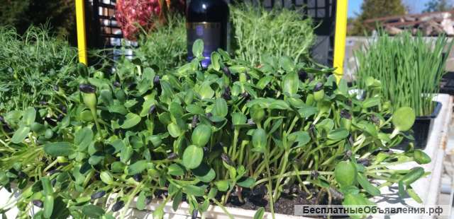 Germes de pois Madras