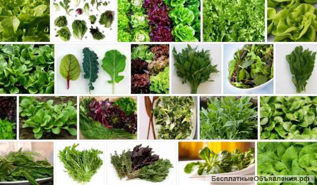 Germes de pois Madras