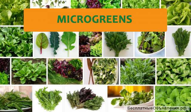 Microgreens