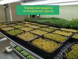 Microgreens