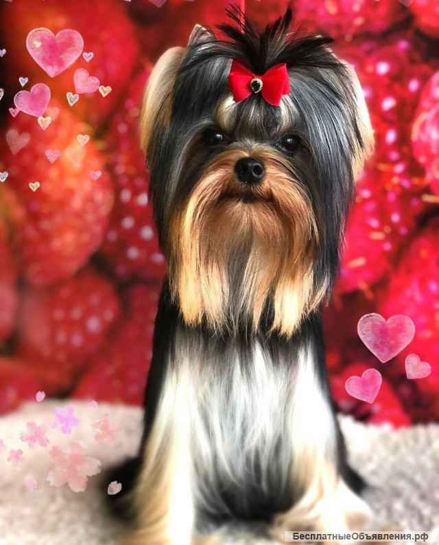 Щенки йоркширского терьера