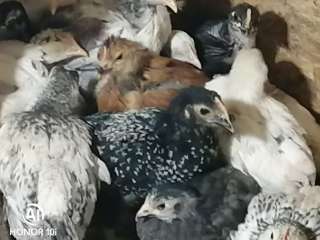 Цыплят деревенские, яйца окрас разный от белых, чёрных, рыжих, пепельных