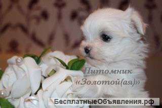 Очаровательные Щенки Мальтезе, Бивер Йорка и Чихуахуа