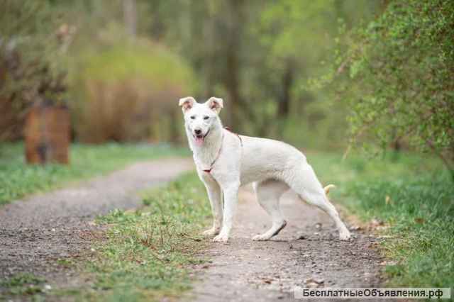 Красивая щенок-девочка Майя в добрые руки