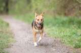 Добрая и милая собачка Люси в добрые руки