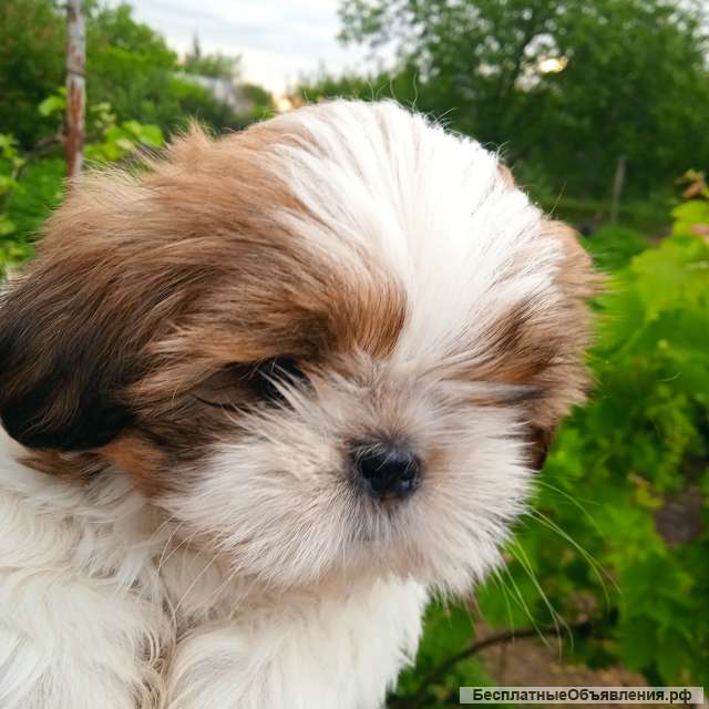 Девочка ши-тцу