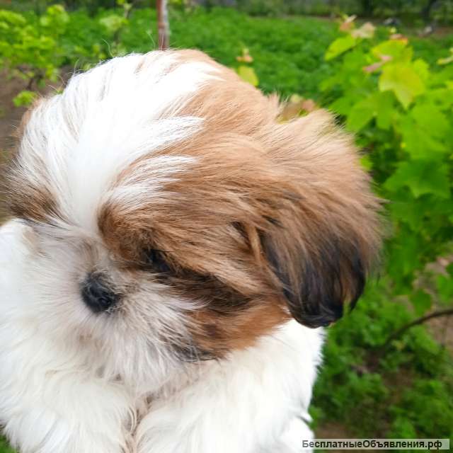 Девочка ши-тцу