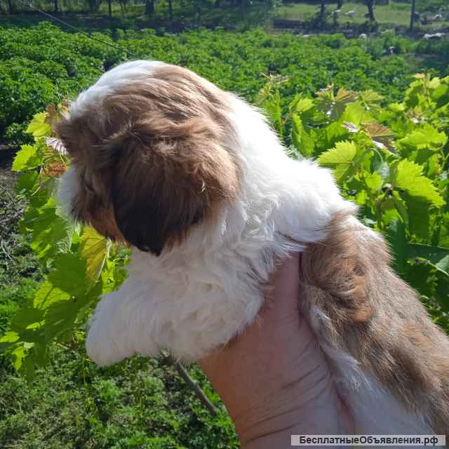 Девочка ши-тцу