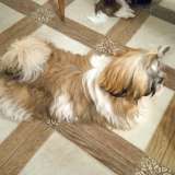 Девочка ши-тцу