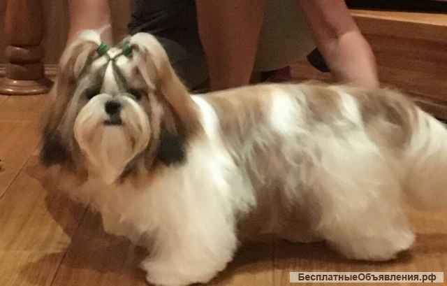 Девочка ши-тцу