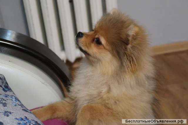 Гостиница для животных