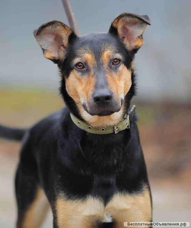 Воспитанный и контактный пёс Ной в добрые руки