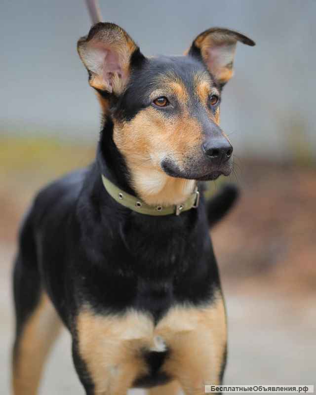 Воспитанный и контактный пёс Ной в добрые руки