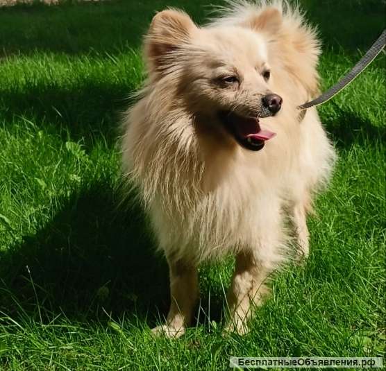 Шпиц Персик весёлый и задорный